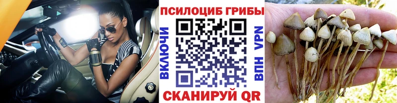 Псилоцибиновые грибы мицелий  сколько стоит  Змеиногорск 